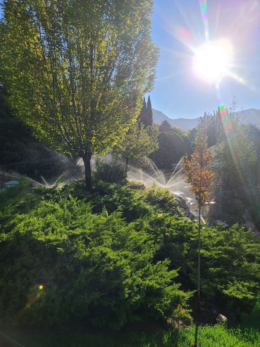 Sunshine over a lush garden with a tree and sprinkler system creating a misty atmosphere.