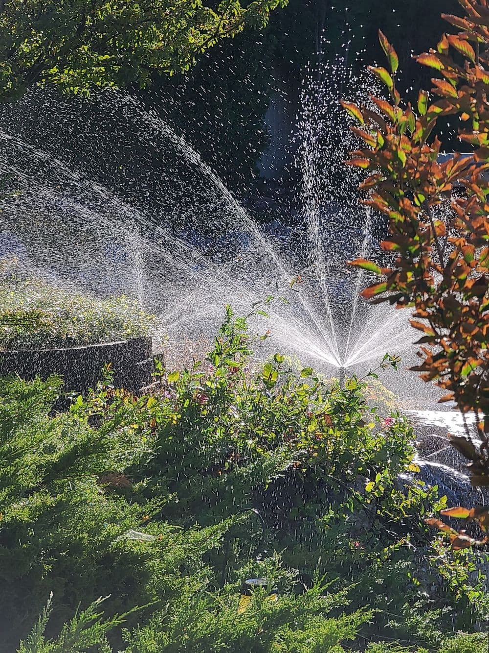 Backyard sprinkler watering lush green plants and flowers in sunlight.