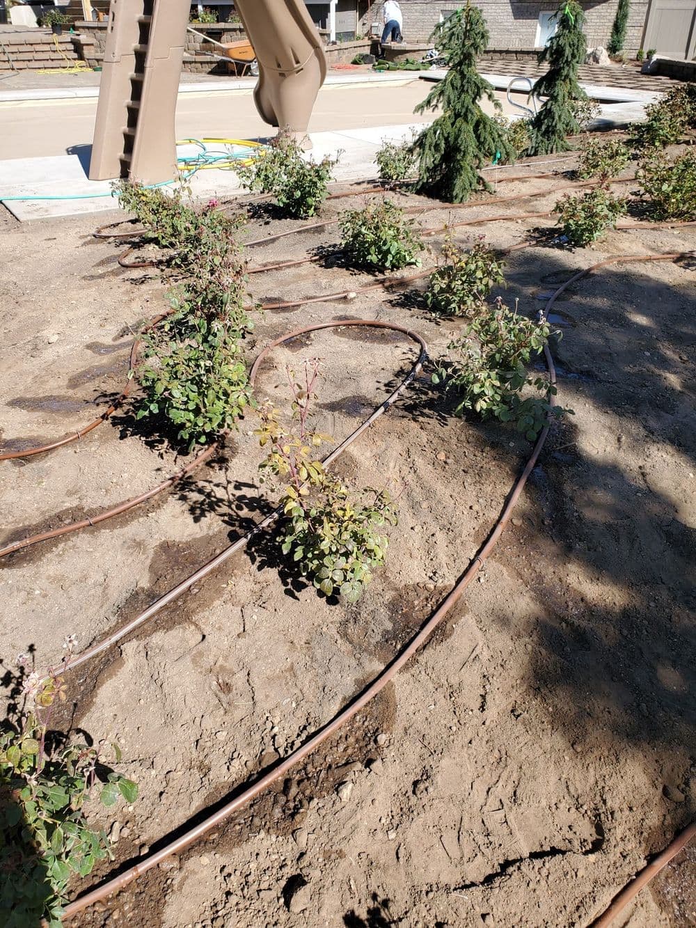 Drip irrigation system installed around newly planted shrubs in landscaped area.